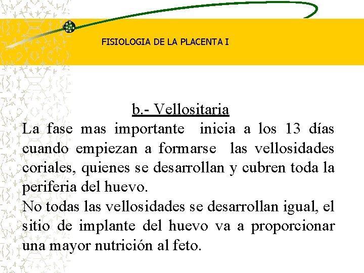 FISIOLOGIA DE LA PLACENTA I b. - Vellositaria La fase mas importante inicia a