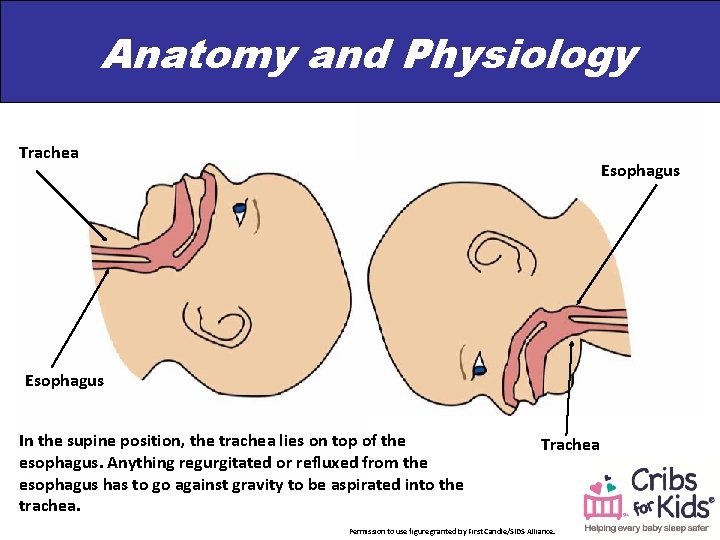 Anatomy and Physiology Trachea Esophagus In the supine position, the trachea lies on top