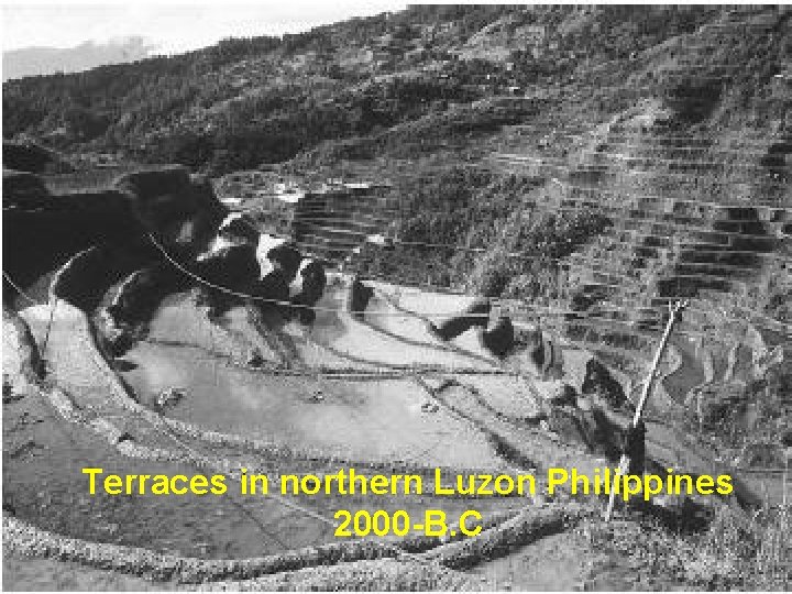 Terraces in northern Luzon Philippines 2000 -B. C 