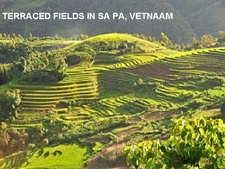 TERRACED FIELDS IN SA PA, VETNAAM 