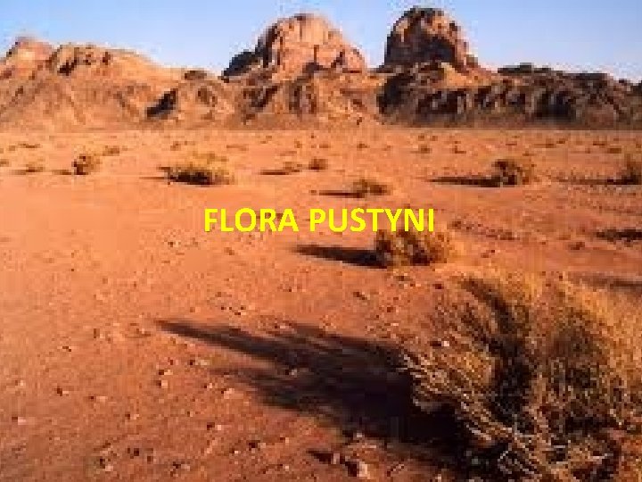 FLORA PUSTYNI 