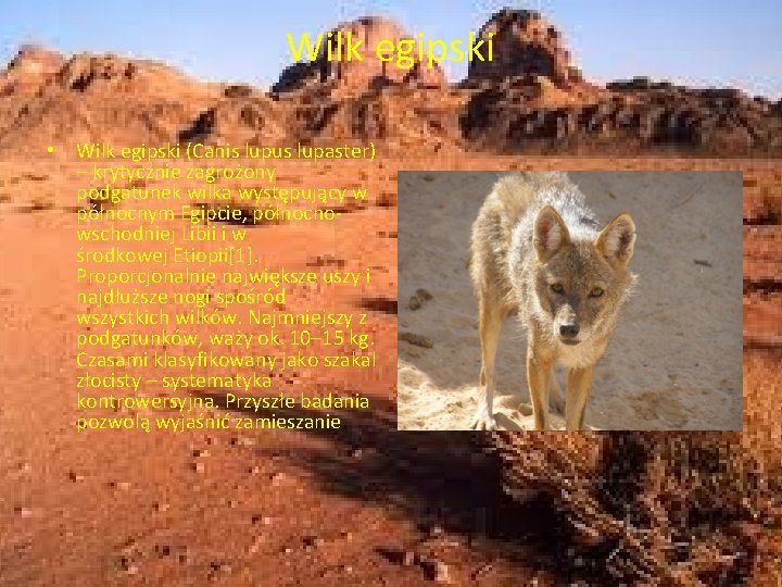 Wilk egipski • Wilk egipski (Canis lupus lupaster) – krytycznie zagrożony podgatunek wilka występujący Wilk egipski • Wilk egipski (Canis lupus lupaster) – krytycznie zagrożony podgatunek wilka występujący