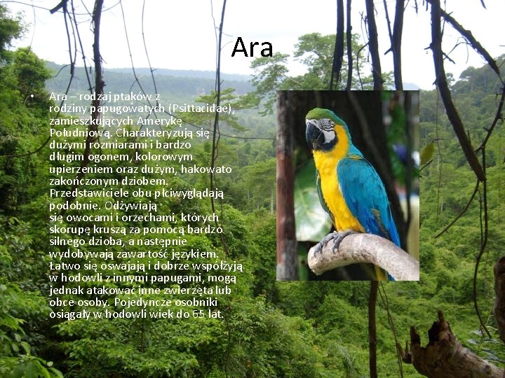 Ara • Ara – rodzaj ptaków z rodziny papugowatych (Psittacidae), zamieszkujących Amerykę Południową. Charakteryzują