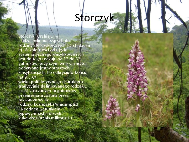 Storczyk • Storczyk (Orchis L. ) – rodzaj bylin należących do rodziny storczykowatych (Orchidacea