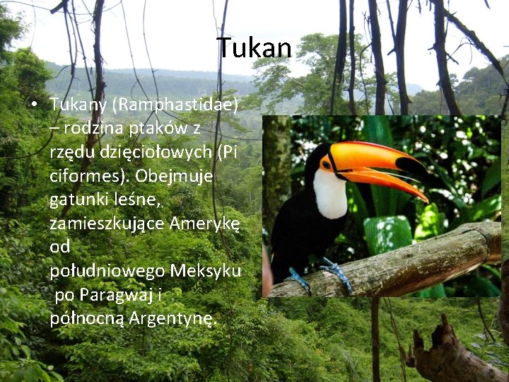 Tukan • Tukany (Ramphastidae) – rodzina ptaków z rzędu dzięciołowych (Pi ciformes). Obejmuje gatunki
