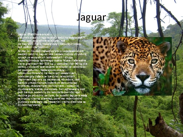 Jaguar • • Jaguar (Panthera onca) – gatunek drapieżnego ssaka z rodziny kotowatych. Trzeci