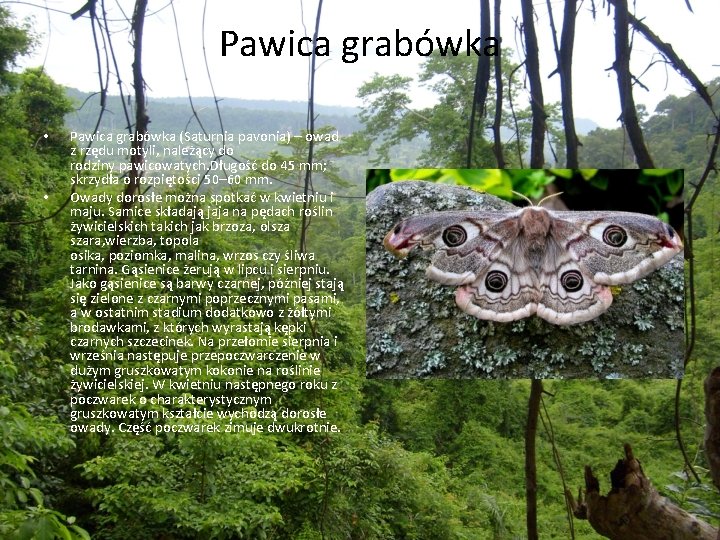 Pawica grabówka • • Pawica grabówka (Saturnia pavonia) – owad z rzędu motyli, należący