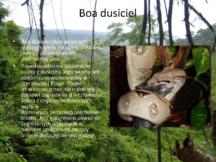 Boa dusiciel • Boa dusiciel (Boa constrictor) – gatunek węża z rodziny dusicieli, jeden