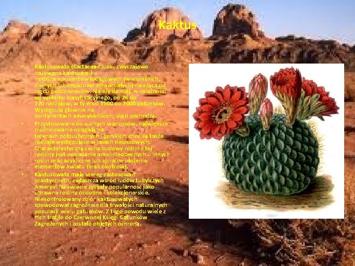 Kaktus • • • Kaktusowate (Cactaceae Juss. , zwyczajowo nazywane kaktusami) – rodzina sukulentów Kaktus • • • Kaktusowate (Cactaceae Juss. , zwyczajowo nazywane kaktusami) – rodzina sukulentów