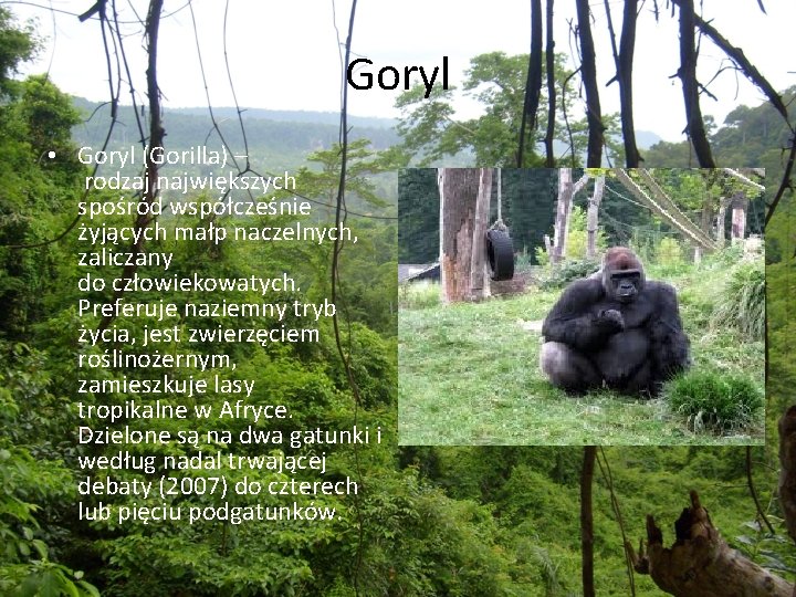 Goryl • Goryl (Gorilla) – rodzaj największych spośród współcześnie żyjących małp naczelnych, zaliczany do