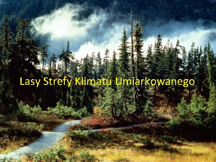 Lasy Strefy Klimatu Umiarkowanego Lasy Strefy Klimatu Umiarkowanego