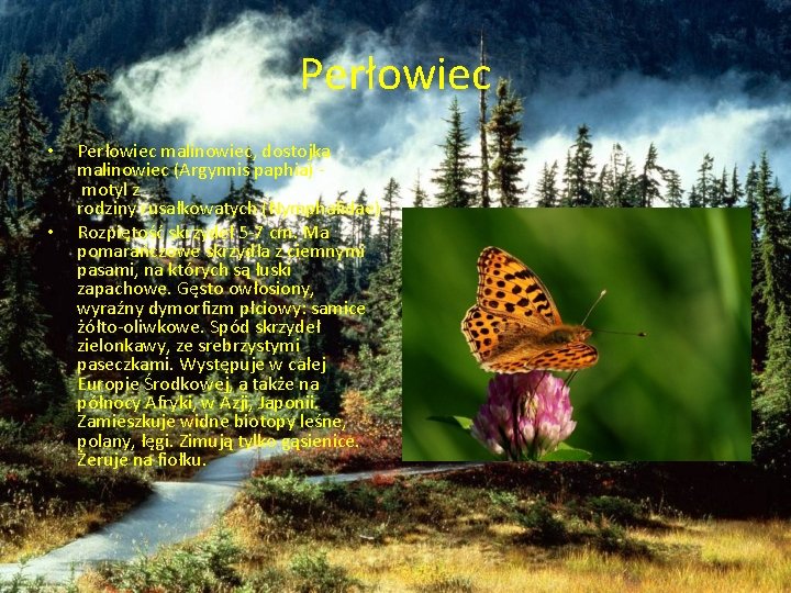 Perłowiec • • Perłowiec malinowiec, dostojka malinowiec (Argynnis paphia) motyl z rodziny rusałkowatych (Nymphalidae).
