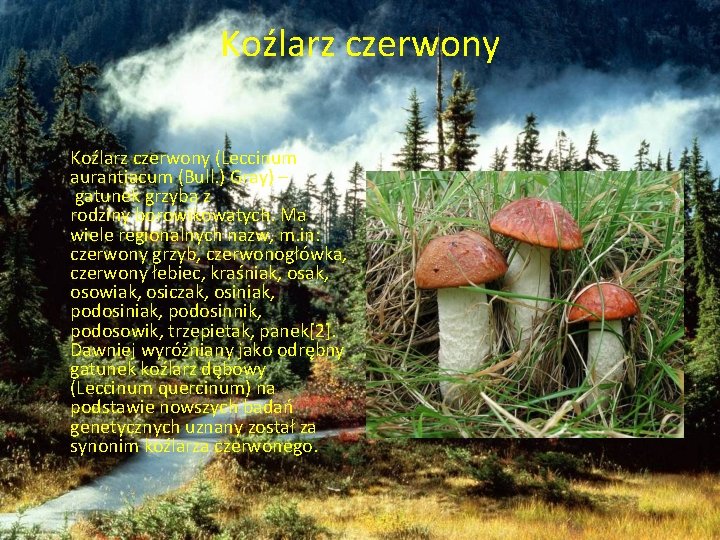 Koźlarz czerwony • Koźlarz czerwony (Leccinum aurantiacum (Bull. ) Gray) – gatunek grzyba z