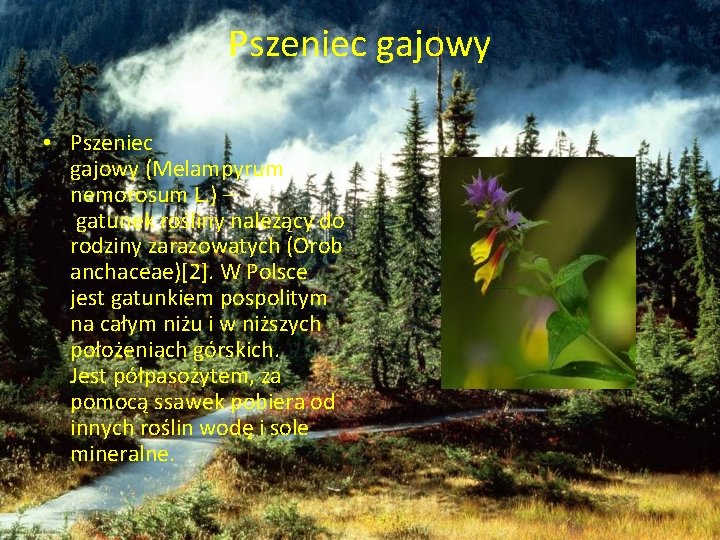 Pszeniec gajowy • Pszeniec gajowy (Melampyrum nemorosum L. ) – gatunek rośliny należący do