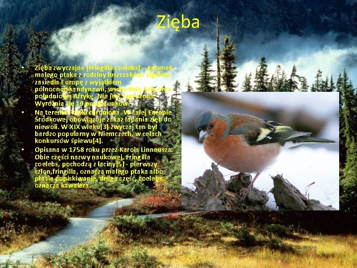 Zięba • • • Zięba zwyczajna (Fringilla coelebs) – gatunek małego ptaka z rodziny