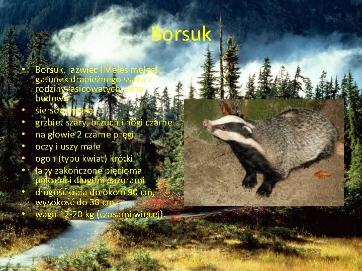 Borsuk • Borsuk, jaźwiec (Meles meles) – gatunek drapieżnego ssaka z rodziny łasicowatych. silna Borsuk • Borsuk, jaźwiec (Meles meles) – gatunek drapieżnego ssaka z rodziny łasicowatych. silna