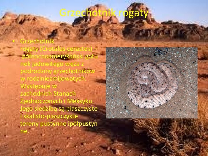 Grzechotnik rogaty • Grzechotnik rogaty (Crotalus cerastes) – północnoamerykański gatu nek jadowitego węża z