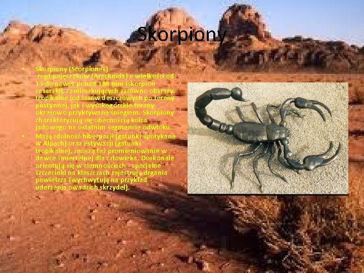 Skorpiony • • Skorpiony (Scorpiones) rząd pajęczaków (Arachnida) o wielkości od 13 do nawet