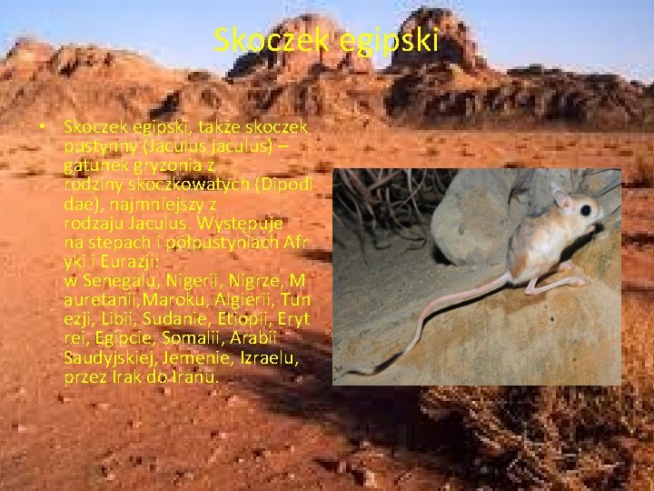 Skoczek egipski • Skoczek egipski, także skoczek pustynny (Jaculus jaculus) – gatunek gryzonia z