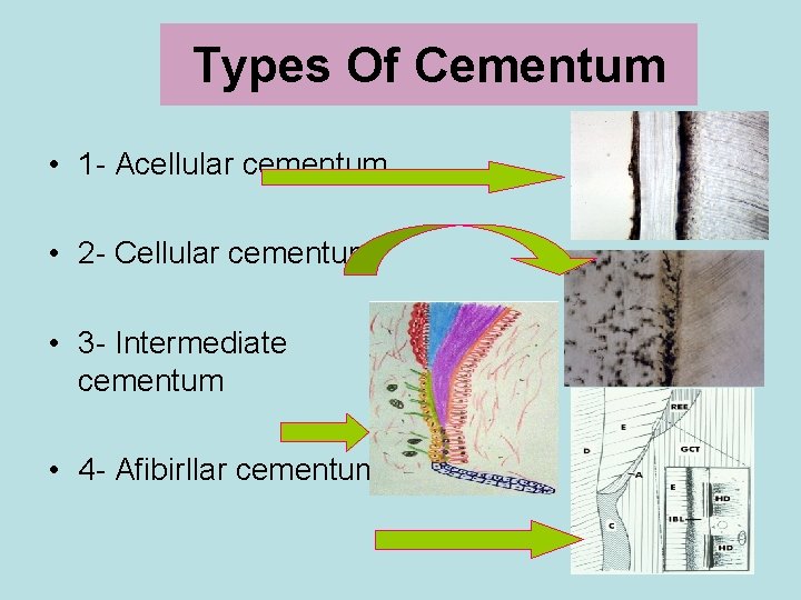 Types Of Cementum • 1 - Acellular cementum • 2 - Cellular cementum •