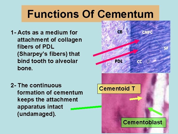 Functions Of Cementum 1 - Acts as a medium for attachment of collagen fibers