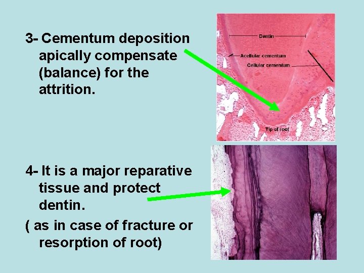 3 - Cementum deposition apically compensate (balance) for the attrition. 4 - It is