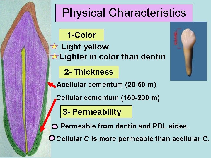 Physical Characteristics 1 -Color Light yellow Lighter in color than dentin 2 - Thickness