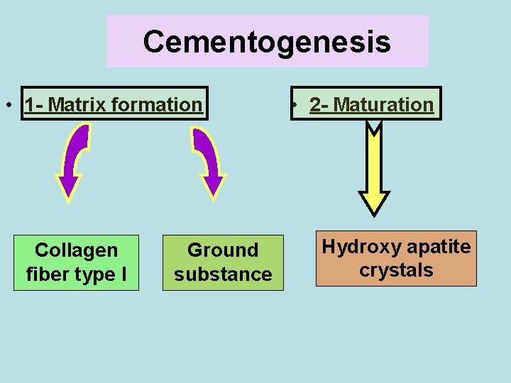 Cementogenesis • 1 - Matrix formation Collagen fiber type I Ground substance • 2