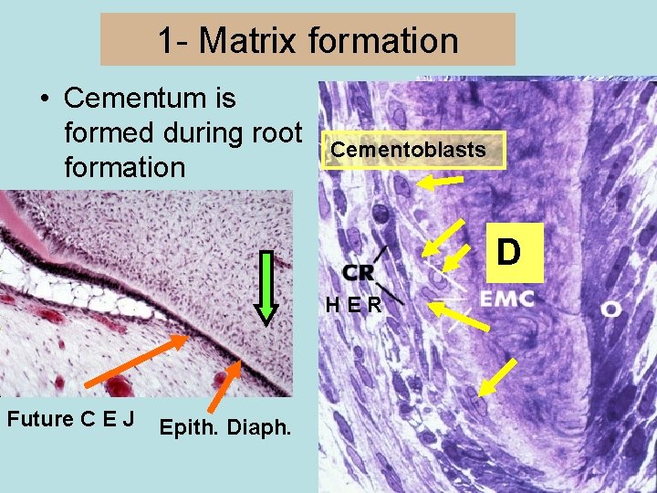 1 - Matrix formation • Cementum is formed during root formation Cementoblasts D HER