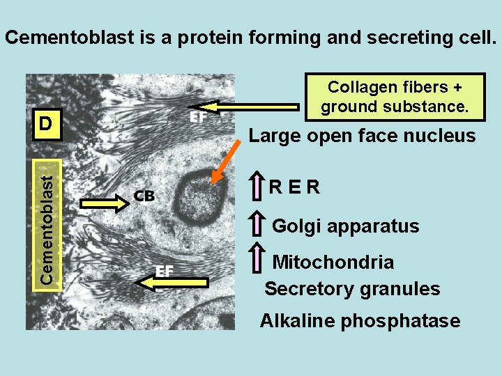 Cementoblast is a protein forming and secreting cell. Cementoblast D Collagen fibers + ground