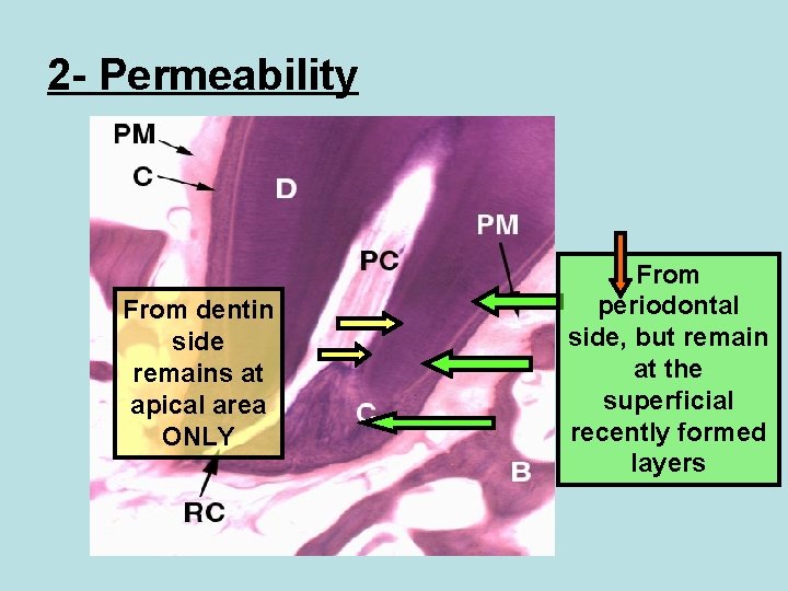 2 - Permeability From dentin side remains at apical area ONLY From periodontal side,