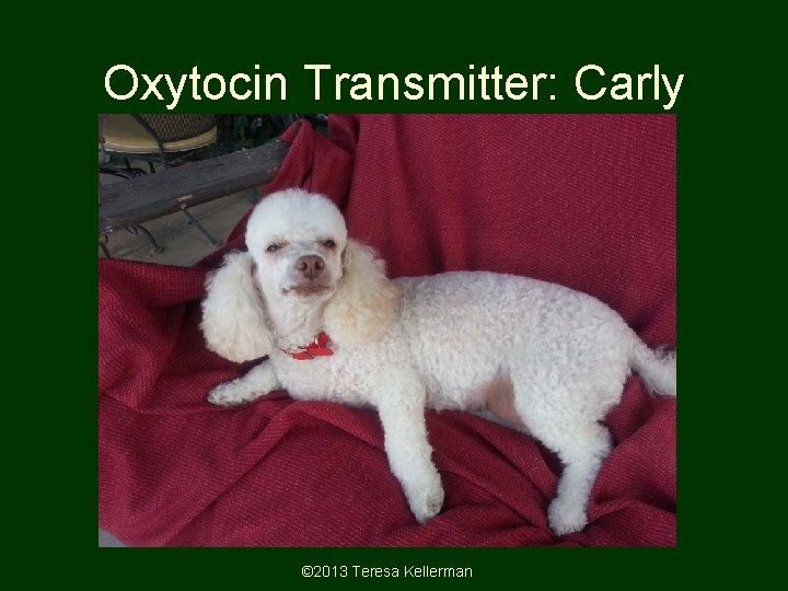 Oxytocin Transmitter: Carly © 2013 Teresa Kellerman Oxytocin Transmitter: Carly © 2013 Teresa Kellerman
