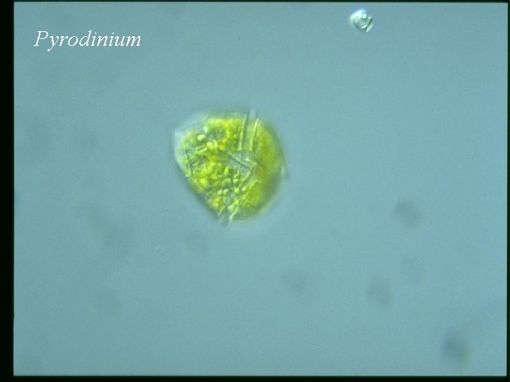 Pyrodinium 