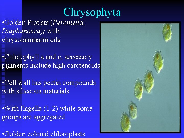 Chrysophyta • Golden Protists (Peroniella; Diaphanoeca); with chrysolaminarin oils • Chlorophyll a and c,
