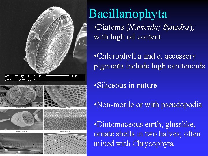 Structure Bacillariophyta • Diatoms (Navicula; Synedra); with high oil content • Chlorophyll a and