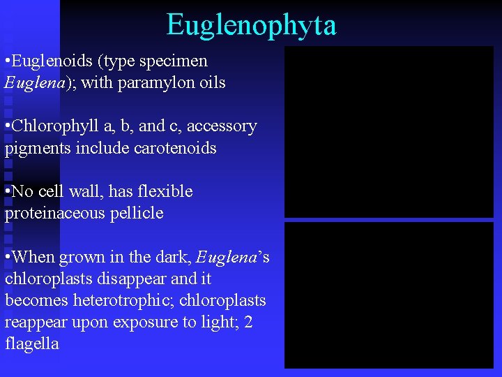 Euglenophyta • Euglenoids (type specimen Euglena); with paramylon oils • Chlorophyll a, b, and