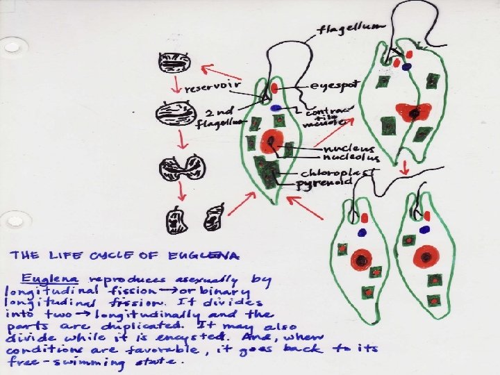 Model Reproduction for Protists 