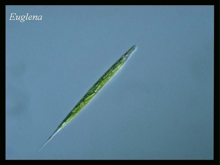 Euglena 