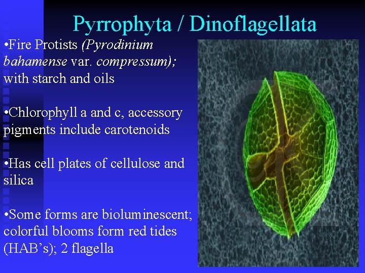 Pyrrophyta / Dinoflagellata • Fire Protists (Pyrodinium bahamense var. compressum); with starch and oils