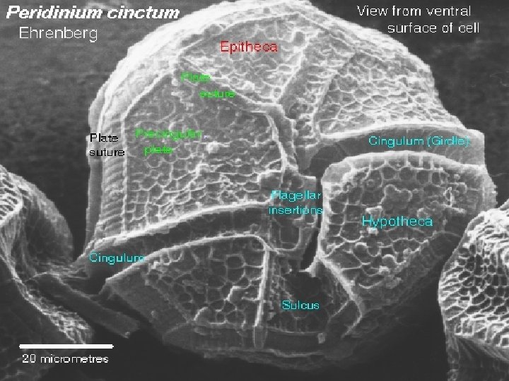 Structure 