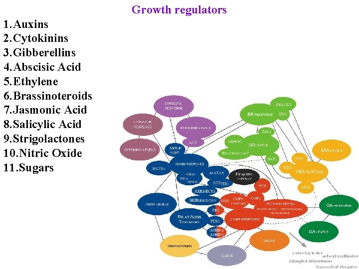Growth regulators 1. Auxins 2. Cytokinins 3. Gibberellins 4. Abscisic Acid 5. Ethylene 6.
