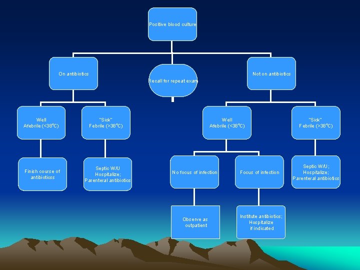 Positive blood culture On antibiotics Not on antibiotics Recall for repeat exam Well Afebrile Positive blood culture On antibiotics Not on antibiotics Recall for repeat exam Well Afebrile