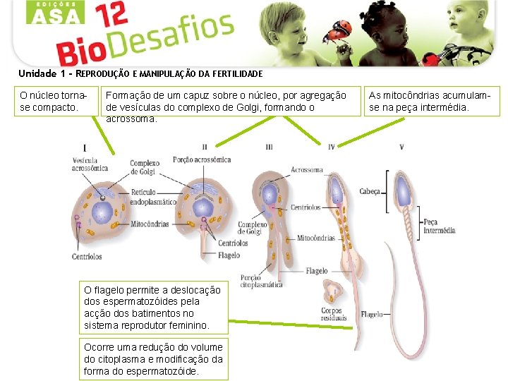 Unidade 1 - REPRODUÇÃO E MANIPULAÇÃO DA FERTILIDADE O núcleo tornase compacto. Formação de