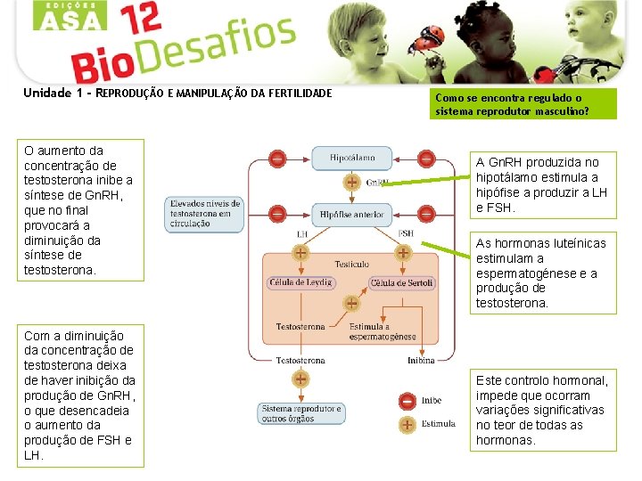 Unidade 1 - REPRODUÇÃO E MANIPULAÇÃO DA FERTILIDADE O aumento da concentração de testosterona