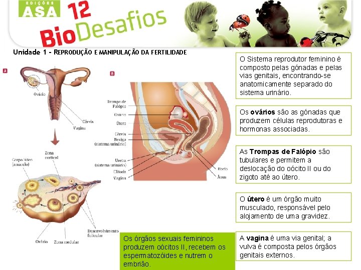 Unidade 1 - REPRODUÇÃO E MANIPULAÇÃO DA FERTILIDADE O Sistema reprodutor feminino é composto