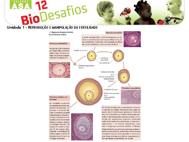 Unidade 1 - REPRODUÇÃO E MANIPULAÇÃO DA FERTILIDADE 