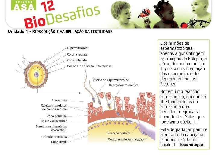 Unidade 1 - REPRODUÇÃO E MANIPULAÇÃO DA FERTILIDADE Dos milhões de espermatozóides, apenas alguns