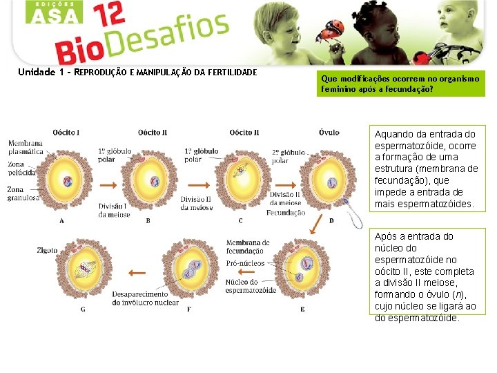 Unidade 1 - REPRODUÇÃO E MANIPULAÇÃO DA FERTILIDADE Que modificações ocorrem no organismo feminino