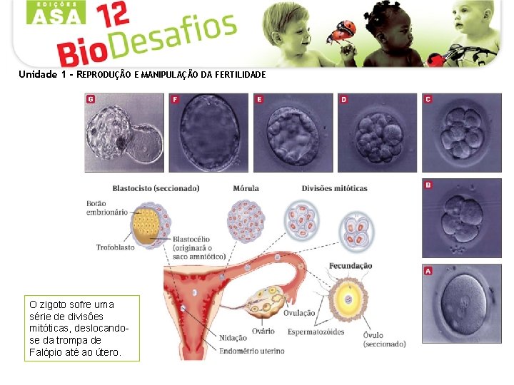 Unidade 1 - REPRODUÇÃO E MANIPULAÇÃO DA FERTILIDADE O zigoto sofre uma série de