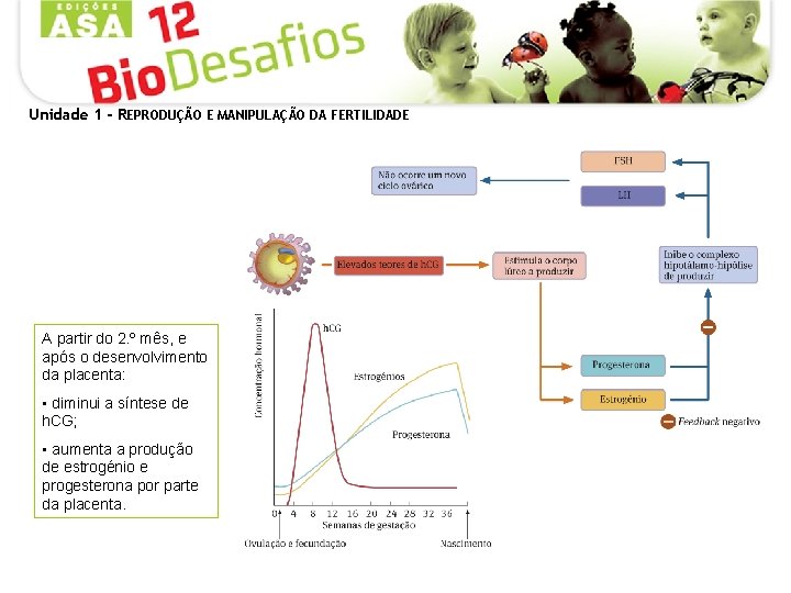 Unidade 1 - REPRODUÇÃO E MANIPULAÇÃO DA FERTILIDADE A partir do 2. º mês,